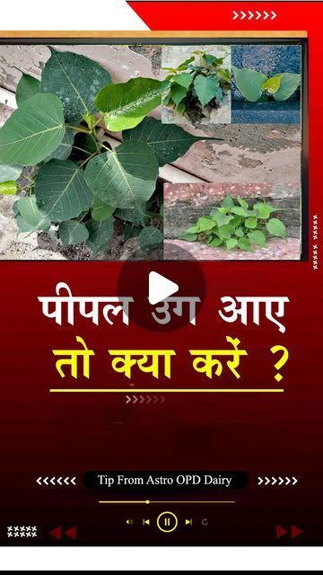 Sunil Gandhi on Instagram: "How to treat Peepal Tree @ Home   #astrology  #peepal #ritual  #jyotish #vastu  #instagood  #viralreels #best #seo #tree #viral #instagram #dailyremedies" Peepal Tree, Jyotish Remedy, Easy Math Activities, Easy Math, Vastu House, Jyotish Astrology, Turmeric Health, Good Morning Happy Friday, Hindu Rituals