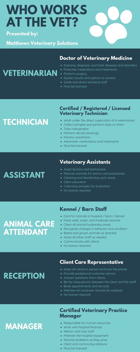 Learn about the positions at a veterinary hospital and what each person does!    Are you ready to join the veterinary profession? Veterinarian School Tips, Vet Receptionist Tips, Veterinary Assistant Tips, Equine Vet Assistant, Zoo Vet Tech, Being A Veterinarian, Vet Receptionist Cheat Sheet, Emergency Veterinary Medicine, Veterinary Assistant Training