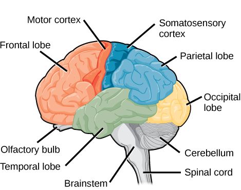 Physiological Psychology, Structure Of The Brain, Human Brain Parts, Lobes Of The Brain, Parietal Lobe, Human Brain Front View, Brain Labeled Diagram, Brain Lobes, Labelled Diagram Of Brain