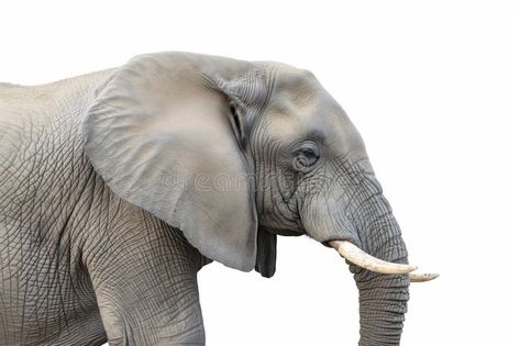 Close-up Portrait of an Elephant royalty free stock photo Close Up Portraits, An Elephant, Side Profile, Close Up, Vector Free, Royalty Free Stock Photos, Royalty, Elephant, Royalty Free