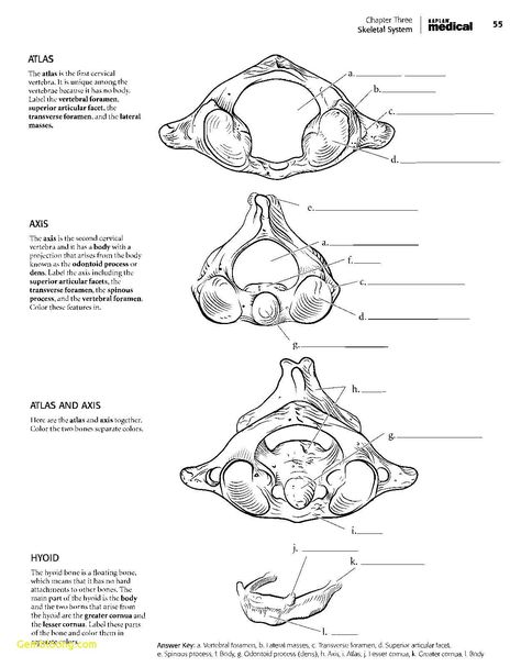 Anatomy Coloring Pages Coloring Pages 47 Phenomenal The Anatomy Coloring Book Pdf Picture Anatomy Coloring Pages, Nick Jr Coloring Pages, Star Wars Coloring Book, Drawing Book Pdf, Anatomy Coloring, Anatomy Coloring Book, Space Coloring Pages, Skull Coloring Pages, Cat Coloring Book