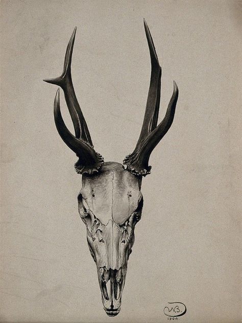 A stag's skull seen from above. Watercolour, 1904. Source: Wellcome Collection Animal Skull Drawing, Deer Skull Tattoos, Deer Skull Art, Camera Tattoos, Sheep Skull, One Word Tattoos, Skull Reference, White Tattoos, Travel Tattoos