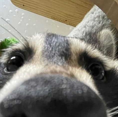 Raccoon Matching Pfp, Pet Raccoon, Raccoon Dog, Cute Raccoon, Raccoon Funny, Trash Panda, Silly Animals, Racoon, Personal Space