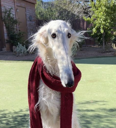 Borzoi Dog, Christmas Posts, Aesthetic Dog, Goofy Dog, Silly Dogs, Silly Animals, Fluffy Animals, Faith In Humanity, Cute Little Animals