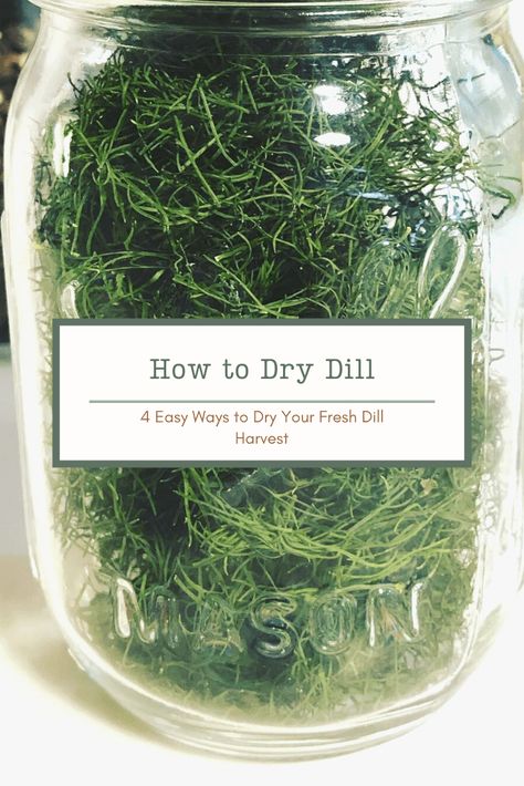 How To Dry Dill Herbs, How To Store Fresh Dill, How To Preserve Dill, How To Dry Dill, Cheese Curds Recipe, German Potato Pancakes, Fried Cheese Curds, Making Jerky, Home Canning Recipes