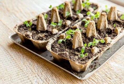 DIY Egg Carton Seed Tray: How To Germinate Seeds In Egg Cartons Diy Seed Starter, Starting Plants From Seeds, Seed Starting Containers, Seed Starters, Garden Activities, Egg Cartons, Starting Seeds Indoors, Seed Starter, Mini Greenhouse