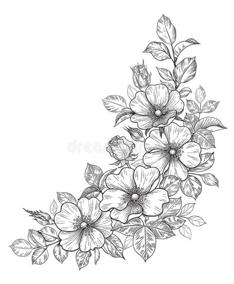 Hand Drawn Dog-Rose Bunch with Flowers and Leaves royalty free illustration Rose Bunch Drawing, Engraving Designs Ideas, Dogrose Tattoo, Rose Bunch Tattoo, Flower Bunch Drawings, Flower Composition Drawing, Flower Corner Design, Flower Frame Drawing, Corner Flower Design