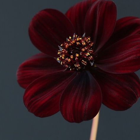 Chocolate Cosmos Flower, Chocolate Cosmos, Wedding Cake Server, Cosmos Flowers, Wonderful Flowers, Flower Phone Wallpaper, Flower Wallpaper, Flowers Photography, Cosmos