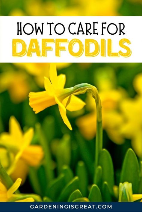 How To Care For Daffodils: Daffodil Plant Care - Gardening is Great Different Types Of Daffodils, Daffodil Planting, Daffodil Planting Ideas, Daffodils Planting, Flowers Last Longer, Garden Flower Beds, Daffodil Bulbs, Yellow Daffodils, Daffodil Flower