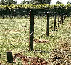 Kiwi fruit trellis system | par LandLearn NSW Kiwi Trellis, Berry Trellis, Kiwi Growing, Grape Vine Trellis, Kiwi Vine, Food Forest Garden, Grape Trellis, Trellis System, Vine Trellis