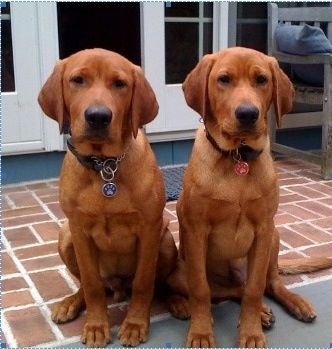 Foxy red Labradors Fox Red Labrador, Red Labrador, Red Lab, Puppy Obedience Training, Positive Dog Training, Golden Retriever Mix, Easiest Dogs To Train, Basic Dog Training, Dog Training Advice