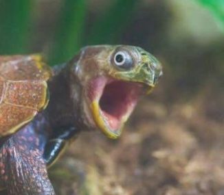 Funny Turtle Pictures, Tortoise Funny, Turtle Meme, Funny Turtles, Silly Turtle, Turtle Photography, Laughing Animals, Turtles Funny, Pet Turtle