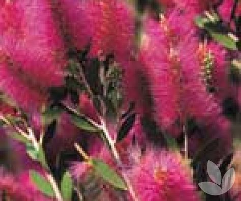 Flowering with hot pink bottlebrush like flowers on the terminal shoots and branches in spring, Callistemon 'Hot Pink' will give to the sunny garden a flower colour not seen before in Callistemons. Proven Winners Plants, Sunny Garden, Australian Native Garden, Landscaping Trees, Flower Colour, National Flower, Australian Plants, Pink Bottle, Pink Plant