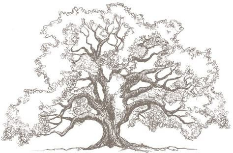 Tree Tattoo Drawings, Oak Tree Drawings, Oak Tree Tattoo, Tree Sketches, Love Tree, Tree Illustration, Tree Drawing, Tree Tattoo, Realistic Drawings