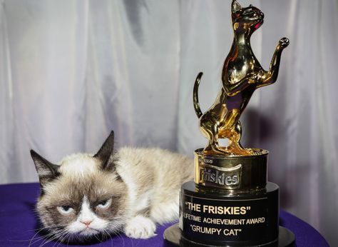 Grumpy Cat Wins Lifetime Achievement Award At 'The Friskies' ... Doesn't Care At All Internet Cats, Lifetime Achievement Award, Old Cats, Animal Friends, Grumpy Cat, Happy Animals, Cat Gif, Animal Memes, Animals Friends