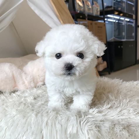 Teacup puppies for sale, Maltese and yorkie Teacup Maltese For Sale, Mini Yorkie, Maltese Breed, Teacup Yorkie Puppy, Maltese Poodle, Teacup Maltese, Teacup Puppies For Sale, Maltese Puppies, Paper Dogs