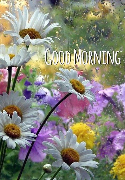 Rainy Flowers, Rainy Good Morning, Sunday Morning Wishes, Good Morning Rainy Day, Good Morning Wishes Gif, Beautiful Morning Quotes, Good Morning Inspiration, Good Morning Images Hd, Good Morning Beautiful Pictures