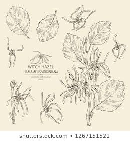 Witch Hazel Drawing, Witch Hazel Tattoo, Hazel Tattoo, Leaves Sketch, Hamamelis Virginiana, Branch Leaves, Tattoos Inspo, Bouquet Tattoo, Floral Vector