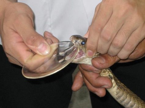 -A SNAKE MILKER extracts venom from snakes in order to make "antivenom" which is the antidote to the poison in venom. Snake Poison, Venomous Animals, Dangerous Jobs, Snake Venom, Body Cells, King Cobra, Snakes, Venom, Reptiles