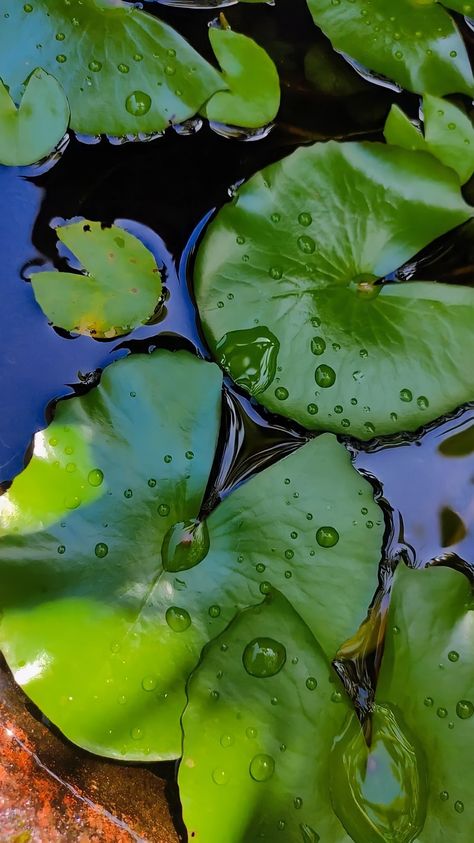 Daun teratai dengan tetesan air diatasnya Lotus Leaf Photography, Lotus Leaf Painting, Art Igcse, Lotus Flower Pictures, Simple Dance, Art Walls, Royal Indian, Leaf Photography, Lotus Pond