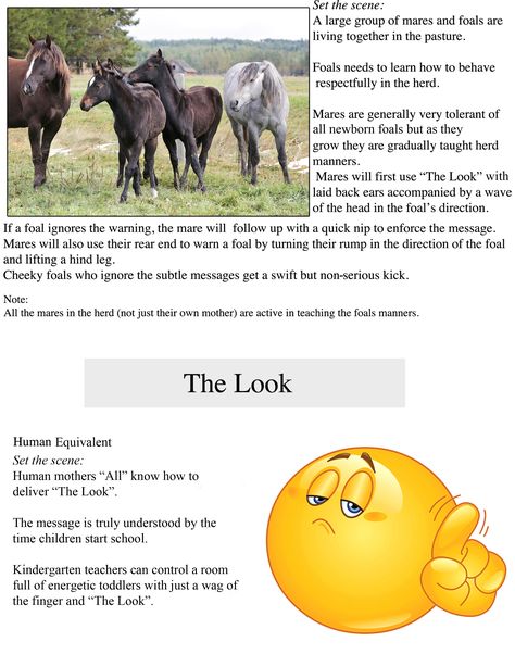 Horse Language, Horse Facts, Horse Care Tips, Equine Therapy, Horse Colors, Easy Reference, Horse Things, Nonverbal Communication, Horse Training