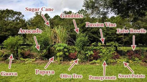 Florida Food Forest, Food Forest Design, Zone 9b, Backyard Food, Food Forest Garden, Edible Landscape, Pepper Tree, Florida Landscaping, Tropical Food