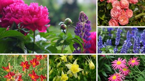 Peony Garden Bed, Peony Flower Bed Garden Ideas, Peony Planting Combinations, Peony Garden Flower Beds, Peony Flower Bed, Gardens With Peonies, Peony Landscaping Front Yards, What To Plant With Peonies, Peony Landscaping