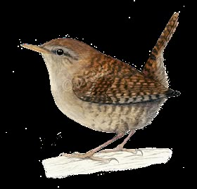 Wren Bird Drawing, Wren Bird Tattoo, Wrens Birds, Wren Illustration, Wren Drawing, Wren Painting, Wren Tattoo, Wren Bird, Carolina Wren