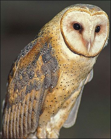 Attracting Barn Owls to Your Property | MU Extension Owl Nest Box, Owl Beautiful, Eastern Screech Owl, Owl Species, Snowy Owls, Rats And Mice, Long Eared Owl, Barn Owls, Screech Owl