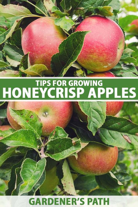 Honeycrisp Apple Tree, Planting Apple Trees, Growing Apple Trees, Apple Tree Care, Apple Plant, Planting Fruit Trees, Honeycrisp Apple, Honey Crisp, Garden Companion Planting