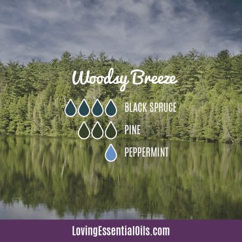 Black Spruce Essential Oil Recipes, Uses and Benefits - EO Spotlight Spruce Essential Oil Blends, Black Spruce Diffuser Blends, Essential Oil Cleaning Spray, Black Spruce Essential Oil, Abies Balsamea, Spruce Essential Oil, Eo Blends, Black Spruce, Pine Essential Oil