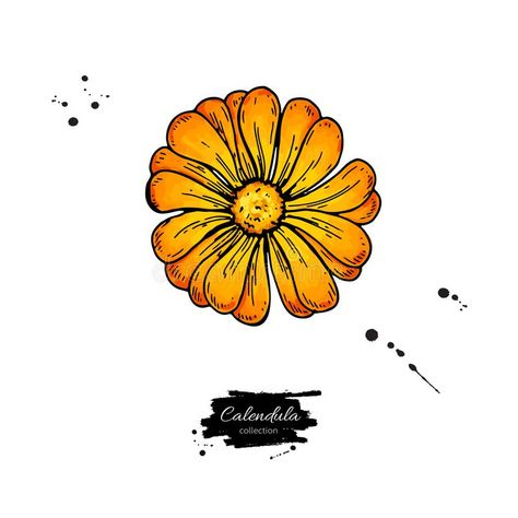 Calendula vector drawing. Isolated medical flower vector illustration Calendula Flower Drawing, Calendula Tattoo, Flower Vector Illustration, Botanical Background, Background Beauty, Calendula Flower, Flower And Leaves, Flower Vector, Flower Stock