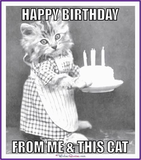 21 Cat Birthday Memes That Are Absolutely Purrrrfect - Funny Gallery 40 Birthday Memes Funny, 40th Birthday Memes Funny, Happy 40th Birthday Funny Woman, Happy 40th Birthday Funny Men, 40th Birthday Humor, Cat Birthday Memes, Happy Birthday Humorous, Cat Birthday Cards Funny, Funny Happy Birthday Meme