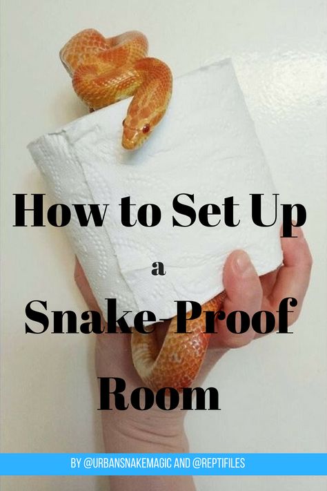 Snake Playground, Snake Enclosure Ideas Diy, Snake Enrichment, Snake Enclosure, Snake Gift, Snake Shedding, Girly Decor, Corn Snake, Pet Snake