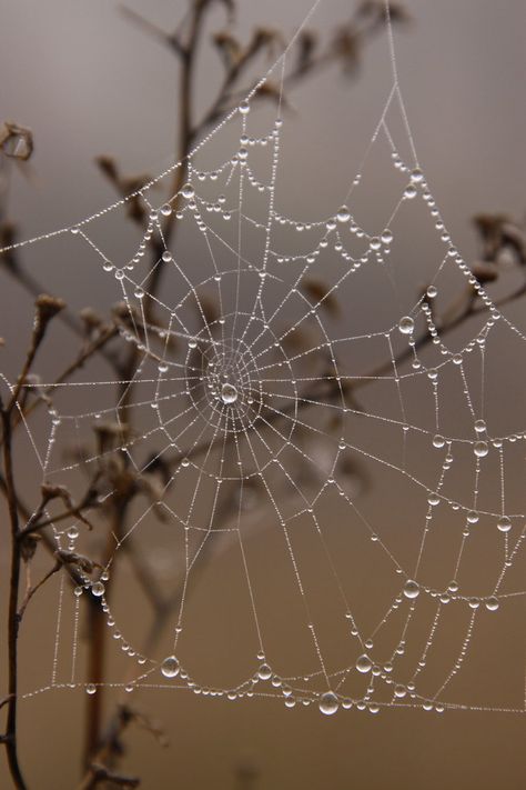 Levitation Photography, Double Exposure Photography, Homemade Halloween Decorations, Experimental Photography, Water Photography, The Spider, Abstract Photography, Winter Photography, Double Exposure