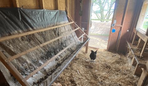 All About Roosting Bars Best Roosting Bars For Chickens, Chicken Roosting Bars How To Build, Chicken Coop Roosting Bars Ideas, Corner Roosting Bars For Chickens, Easy Roosting Bars, Removable Roosting Bars, Diy Roosting Bars, Diy Roosting Bars For Chickens, Roosting Bars For Chickens