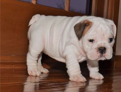 Miniature English Bulldog Puppies For Sale | Albany, GA Baby English Bulldogs, Mini English Bulldogs, Miniature English Bulldog, English Bulldog Breeders, Miniature Bulldog, English Bulldog For Sale, Puppies Photos, Albany Georgia, Baby Bulldogs