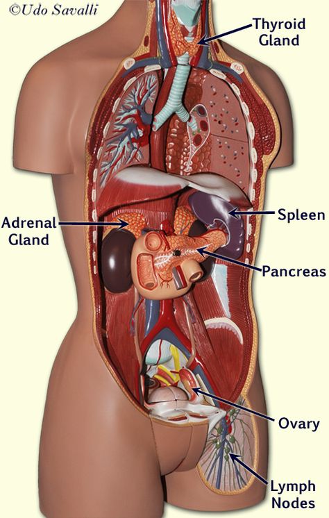 BIO202-Endocrine Glands Endocrine Glands, Anatomy Physiology, Human Anatomy And Physiology, System Model, Endocrine System, Anatomy And Physiology, Human Anatomy, Nerve, Anatomy