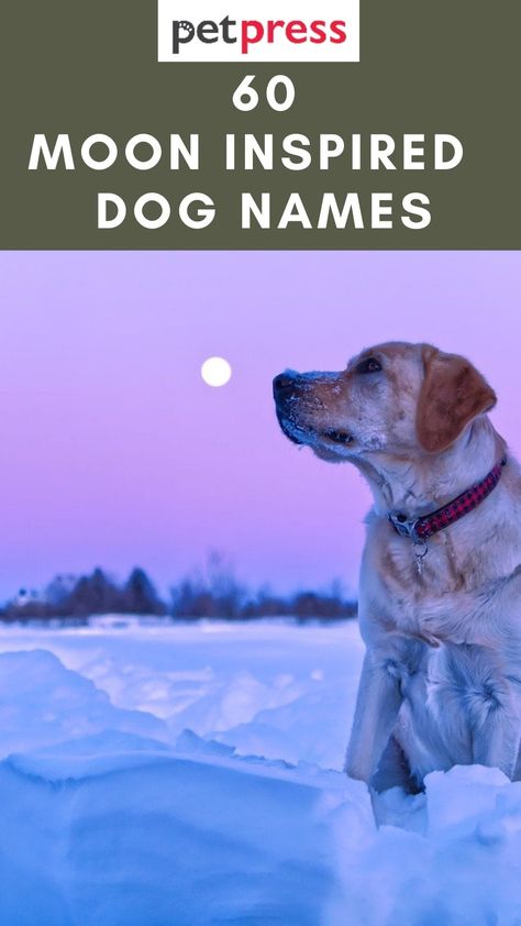 60 Creative Moon Inspired Dog Names For Your Cute Pooch Creative Dog Names, Names That Mean Moon, Witchy Names, Puppies Names Female, Dog Name Ideas, Boy Dog Names, Hawaiian Names, Witch Names, Girl Dog Names