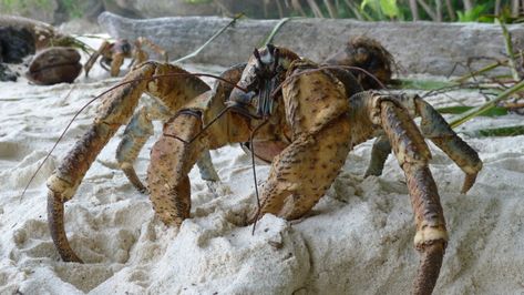 Researcher Says Giant Crabs Keep Stealing and Destroying Her Cameras Robber Crab, Coconut Crab, Thermal Imaging Camera, Amelia Earhart, Blue Crab, Hermit Crab, Arthropods, Crustaceans, Habitat