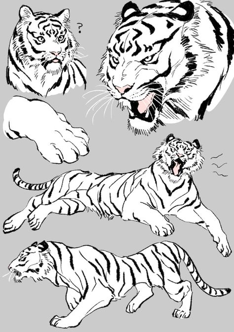 Tiger Art Drawing, Savage Animals, Art Club Projects, Tiger Sketch, Cats Art Drawing, Tiger Drawing, Body Shape Drawing, Animal Illustration Art, Cat Sketch