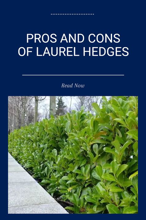 Laurel hedges are popular for providing both privacy and a classic look to gardens. While they create a beautiful barrier and can enhance curb appeal, they also do require significant upkeep, including regular trimming and maintenance to keep them dense and healthy. If you value long-lasting privacy but want to avoid constant gardening tasks, knowing the pros and cons of laurel hedges is essential before planting these aesthetically pleasing plants Laurel Hedge Privacy Screens, Hedge Privacy Fence, Indian Laurel Tree, Schip Laurel Hedge, English Laurel Hedge, Quick Growing Privacy Plants, Indian Laurel Hedge, Skip Laurel Hedge, Tall Hedges For Privacy