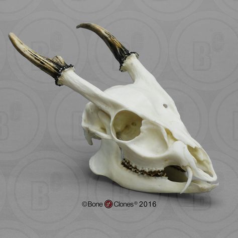 Muntjac Skull, Replica Muntjac Skull, Skull Reference, Real Skull, Animal Skeletons, Animal Skull, Vulture Culture, Animal Anatomy, Real Bones, Anatomy For Artists