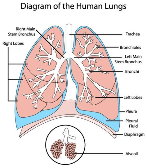 Diagram Of Lungs Lungs Diagram, Respiratory System Anatomy, Human Respiratory System, Lung Anatomy, Human Lungs, Body Diagram, Pulmonology, Respiratory Therapy, Medical School Studying