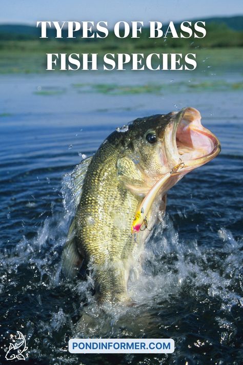 Bass fishing is a popular sport for anglers and nature enthusiasts alike! Learn about the different types of bass fish species with Pond Informer's photos and descriptions. Fish Facts, Striper Fishing, Fish Types, Musky Fishing, Pond Fish, Wild Waters, Fishing For Beginners, Bass Fishing Lures, Bass Lures