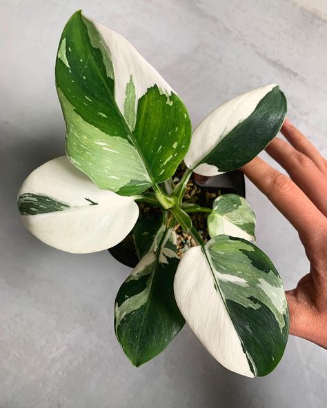 White Philodendron, Philodendron Variegated, White Wizard, Philodendron Plant, Desk Plants, White Knight, Blue Plants, Plant Tattoo, Hanging Succulents