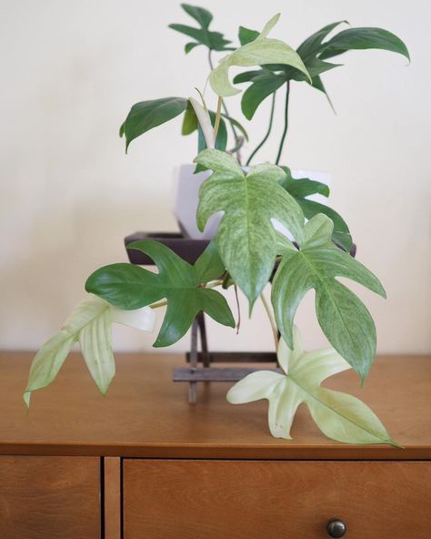 ⚪️ Philodendrons On Friday’s ▫️ So here’s one of them, my P. ‘Florida Ghost.’ She unfurl her leaves all white then they mature into a… Philodendron Florida Ghost, Florida Ghost, Common House Plants, Philodendron Florida, Ghost Plant, Plant Goals, Philodendron Plant, House Plants Decor, Solid Green