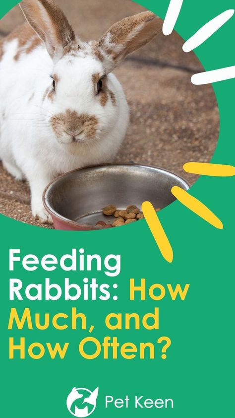 Check out this guide on everything you need to know about feeding your pet rabbit. Rabbit Feeding Station, Rabbit Feeding Schedule, Rabbit Food List, Foods Rabbits Can Eat, Plants Rabbits Wont Eat, Rabbit Information, Rabbit Feeding, Pet Rabbits, Rabbit Stuff