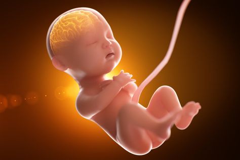 It has surprisingly impressive answer, yet many factors help in developing a proper and healthy brain which are important to know. This article explains the various facts about fetal development baby’s brain during pregnancy. Brain And Nervous System, Fetal Development, Brain Development, Everything About You, Baby Health, The Brain, Nervous System, Brain, Parenting