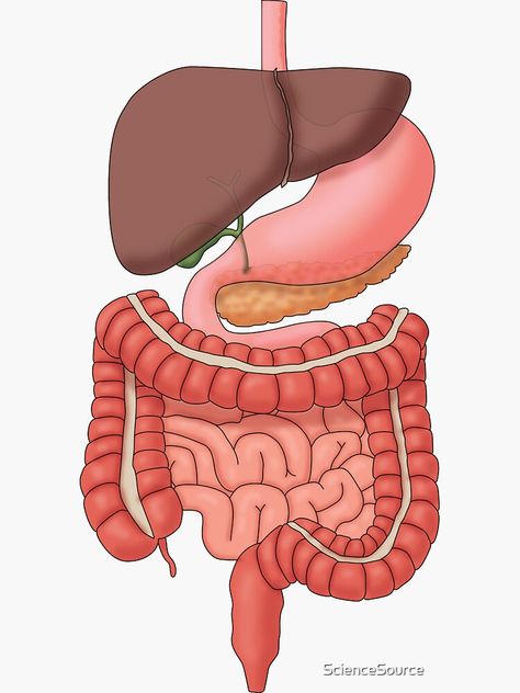 "Digestive System Organs, Medical Illustration" Sticker for Sale by ScienceSource | Redbubble Anatomy Of Digestive System, Digestive System Presentation, Digestive System Sticker, Digestive System Diagram Aesthetic, Anatomy Stickers Printable, Small Intestine Drawing, Digestive System Notes Aesthetic, Abdomen Organs, Digestive System Drawing